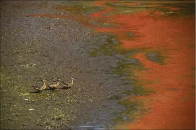  ?? H John Voorhees III / Hearst Connecticu­t Media ?? Duck make their way to muddy water in a corner of West Lake Reservoir in Danbury which serves the west side of the city. The reservoir is at the lowest level out of all the city's reservoirs. The city's water supply is at roughly 72 percent capacity compared to 100 percent in April/May of this year.