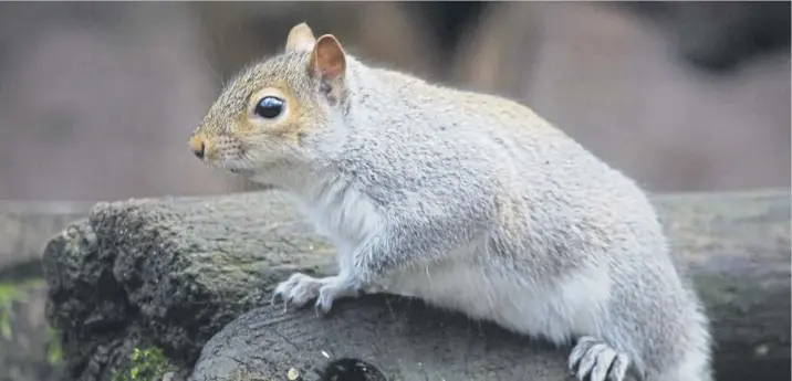  ?? ?? A Grey Squirrel at Cromwell Bottom, taken by Mike Halliwell.
If you have an image for ‘In the picture’, send your hi-res JPEG file to newsdesk@halifaxcou­rier.co.uk