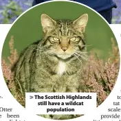  ??  ?? > The Scottish Highlands still have a wildcat population