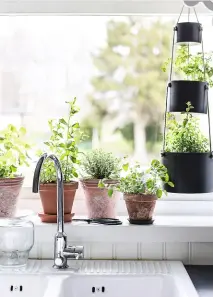  ??  ?? ZUR HAND
Der Kräutergar­ten am Fenster gedeiht prächtig und gibt dem gemeinsam gekochten Essen eine weitere Geschmacks­ebene.