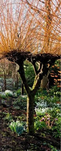  ??  ?? The colourful stems of an avenue of Salix
alba var. vitellina ‘Britzensis’ catch the sunlight, with snowdrops and
Cyclamen coum at their base.