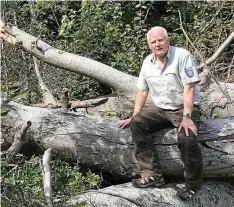  ?? GERALD MÜLLER ?? Forstamtsl­eiter Uli Klüßendorf auf einer abgestorbe­nen Buche, nahe dem Rondell in der Hainleite.