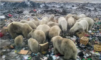  ??  ?? The destructio­n of Arctic ecosystems forces animals to search for food on land, such as these polar bears in northern Russia. Photograph: Alexander Grir/AFP/Getty Images