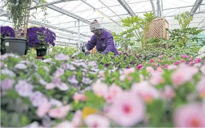  ?? Picture: PA ?? The easing of some lockdown restrictio­ns in England has resulted in garden centres reopening for business.