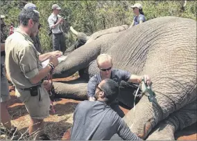  ?? Department of Environmen­tal Conservati­on ?? State DEC officers help place a tracking device on an elephant while taking part in a training visit to an elephant preserve in South Africa. The devices allow the animals’ movements to be monitored.