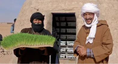  ??  ?? IN THE SAHRAWI REFUGEE CAMP in Algeria, community members have adapted H2grow hydroponic­s to their local environmen­t and now grow barley to feed their livestock.