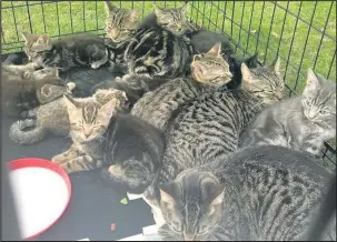  ??  ?? The 12 cats were later placed in this larger dog cage after being abandoned in a modified chest of draws