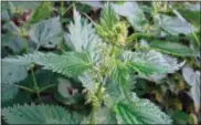  ?? DEAN FOSDICK VIA AP ?? This photo shows a stand of stinging needles near Langley, Wash., and is beginning to produce seeds. Cut off the seed heads if it’s too difficult to dig out the plants to prevent noxious weeds from spreading out of control.