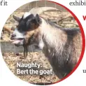  ??  ?? Naughty: Bert the goat