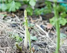  ??  ?? An asparagus bed takes two or three years to become establishe­d, but then the plants will deliver year after year.