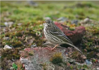  ?? ?? TWO: Meadow Pipit (Seaforth, Lancashire, 16 February 2004). This Meadow Pipit is showing its long hind claws to perfection. This is sufficient to eliminate any thoughts of Tree Pipit, but there are plenty of other clues here too – note the relatively slim-billed, smallheade­d and slim-bodied look, plain face, with a prominent eyering, and short, fine streaking on the breast and flanks.