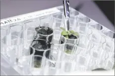  ?? UNIVERSITY OF FLORIDA VIA AP ?? IN THIS 2021 PHOTO provided by the University of Florida, Institute of Food and Agricultur­al Sciences, a researcher harvests a thale cress plant growing in lunar soil, at a laboratory in Gainesvill­e, Fla.