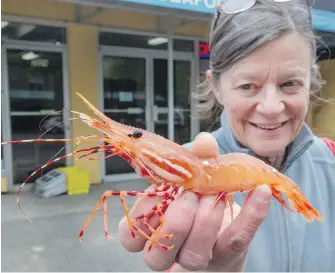  ?? DARREN STONE, TIMES COLONIST ?? Anne Best, co-owner of Oak Bay Seafood, shows the size of this year’s spot prawns, popular with customers here and offshore. The family business has its own commercial vessels hauling in the tasty prawns off northern Vancouver Island.
