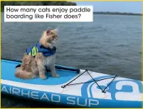  ??  ?? How many cats enjoy paddle boarding like Fisher does?