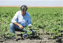  ??  ?? Nas três regiões onde tem exploraçõe­s, José Palha cultiva cerca de 250 hectares de girassol