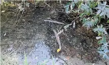  ?? ?? More than 260 dead eels were found along a stretch of water in Bateman’s Creek, at West Plains in Invercargi­ll, in March.