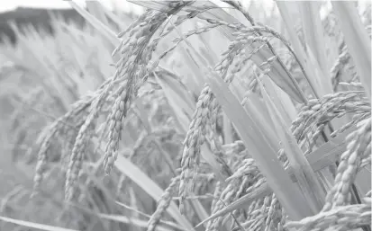  ??  ?? Rice plant