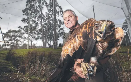  ?? Picture: CHRIS KIDD ?? KEEN OBSERVER: Raptor Refuge director Craig Webb inside the new aviary at Kettering with a juvenile wedge-tailed eagle recovering from an interactio­n with a power pole.