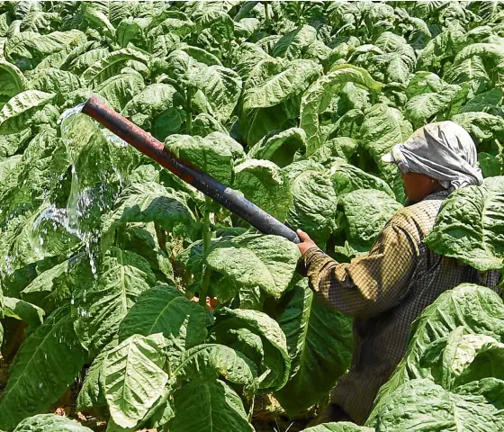  ?? —WILLIE LOMIBAO ?? CASH CROP The world of smokers continues to shrink but tobacco farmers plod on, like this man in Villasis, Pangasinan, who waters his tobacco plants to protect them from heat.