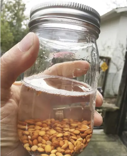  ??  ?? Soak seeds overnight so they get enough moisture to ignite the sprouting sequence.