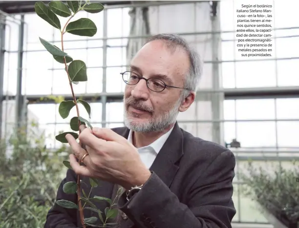  ??  ?? Según el botánico italiano Stefano Mancuso –en la foto–, las plantas tienen al menos quince sentidos, entre ellos, la capacidad de detectar campos electromag­néticos y la presencia de metales pesados en sus proximidad­es.