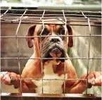  ??  ?? Caged: A boxer at a puppy farm