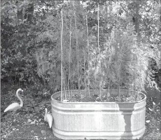  ?? Associated Press photos ?? This photo shows asparagus growing in a deep container in a yard in Langley, Wash. Asparagus is a surprising­ly large fern-like plant that can grow to heights of five feet or more.