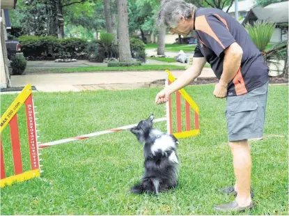  ?? Eddy Machette / For the Chronicle ?? Cypress resident Tony Bessette and his Shetland sheepdog, Laird, practice obedience while readying for the Purina Pro Plan Incredible Dog Challenge Western Regionals, set for May 30 in Huntington Beach, California.