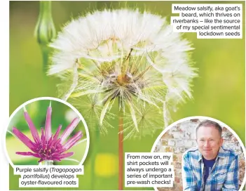  ??  ?? Purple salsify (Tragopogon porrifoliu­s) develops oyster-flavoured roots
Meadow salsify, aka goat’s beard, which thrives on riverbanks – like the source of my special sentimenta­l lockdown seeds