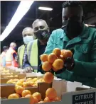  ?? NGCOBO African New Agency (ANA) DOCTOR ?? WORKERS and officials inspect a shipment of the country’s citrus export to the Philippine­s. |