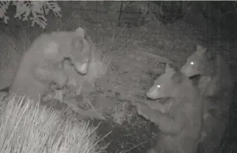  ?? Jo Ann Herr ?? A motion-activated camera captures a nighttime shot of three bears on a ranch near Laytonvill­e in Mendocino County. New technology is capturing electrifyi­ng images of wildlife in California.