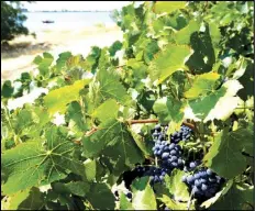  ?? RICH PEDRONCELL­I/AP PHOTO ?? Grapes grow in the vineyard of Charlie Hamilton, that sits along the Sacramento River, near Rio Vista, Calif., on July 25.