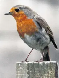  ??  ?? Robins out-sing most of the dawn chorus
