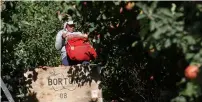  ?? AP ?? A worker picks apples at Flat Top Ranch in Walla Walla County, Washington. Harvesting the vast fruit orchards of Eastern Washington each year requires thousands of farmworker­s, many of them working illegally in the United States. That system could...