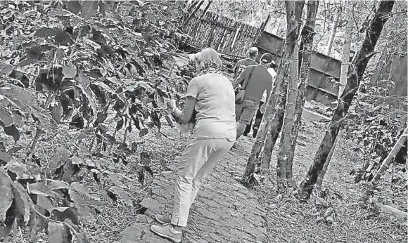  ?? FOTO: CORTESÍA ?? Los cultivos de Diego Loaiza se ubican en el sendero del Mono, donde próximamen­te se inaugurará una cafetería.