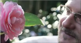  ?? Reticulata, Camellia PICTURE: VERGELEGEN ?? Vergelegen horticultu­rist Richard Arm admires ‘Laurian Brown’ ( RSA)