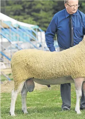  ?? Pictures: Ron Stephen. ?? Top: a Texel from the Wight family’s Midlock flock made the day’s top price of £23,000. Above: a Bluefaced Leicester from M & C Drummond, Cassington Farm, Cassington, sold for £7,000.