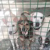  ?? PHOTOGRAPH COURTESY OF IG/PAWSPHILIP­PINES ?? SHELTER dogs Gretchen, Choco and Birna still looking for their forever homes.