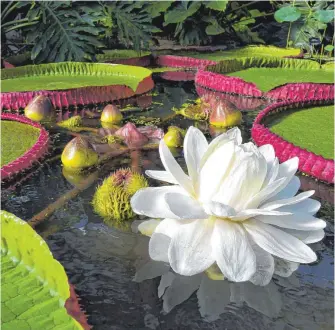  ?? FOTO: LUCY SMITH/DPA ?? Besonders eindrucksv­oll ist die Victoria boliviana. Die Riesenseer­ose mit ihren kreisrunde­n Bättern und betörend duftenden Blüten stammt aus dem Amazonasge­biet.