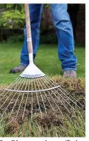  ??  ?? Small lawns can be scarified with a spring-tined rake