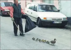  ??  ?? Ducks on the march - caretaker of Loreto Secondary School, Fermoy, Patsy Flynn, escorting a mallard and her 11 ducklings across town towards the River Blackwater. The newly hatched brood, which had taken up residence in the school grounds, were safely transferre­d to their new home in Barnane.