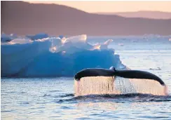  ??  ?? RARE SIGHT: A humpback whale dives while swimming in the Nuup Kangerlua Fjord near Nuuk in southweste­rn Greenland.