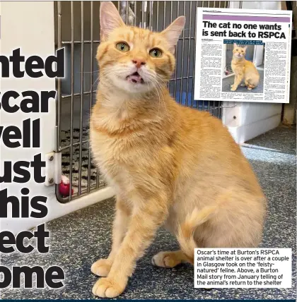  ??  ?? Oscar’s time at Burton’s RSPCA animal shelter is over after a couple in Glasgow took on the ‘feistynatu­red’ feline. Above, a Burton Mail story from January telling of the animal’s return to the shelter