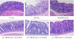  ?? ?? 图1 各组大鼠结肠组织形态（HE染色，×200）