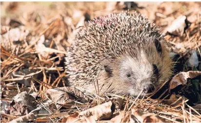  ?? FOTO:
GABBERT/DPA ?? Die Igel müssen gut genährt sein, um den Winter zu überleben.