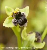  ??  ?? Orquídea bunga ( Ophrys bombyliflo­ra), España