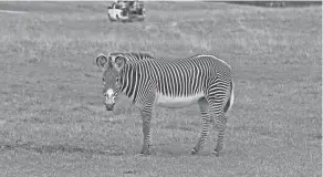  ?? CHRIS CROOKS/ZANESVILLE TIMES RECORDER ?? Zebras are among the 500-plus animals that make their home at The Wilds at the Columbus Zoo & Aquarium.