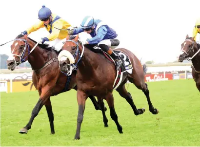  ??  ?? SA INTEREST. Janoobi (blue and white colours) and Al Sahem finish first and second respective­ly in last year’s Gauteng Guineas. The pair will represent the Mike de Kock yard at Saturday’s Dubai World Cup.