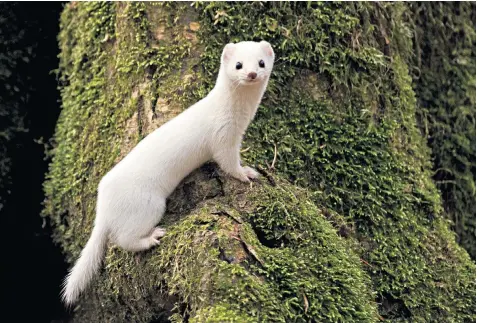  ??  ?? The white-coated weasel sheds its tawny fur in the winter for a milky coat, but reduced snow is leaving the animals at more risk from predators