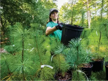  ?? ERROL MCGIHON/FILES ?? Sarah Quann of Tree Canada collects a White Pine for planting in Vincent Massey Park in 2016. Let the city pay half the cost of up to three trees for any homeowner, writes Ed Whitcomb.